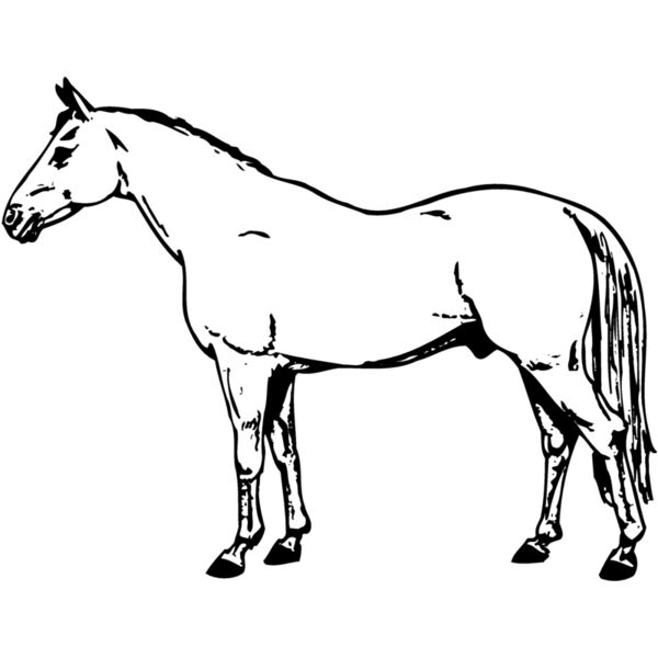HORSE017 Vignette