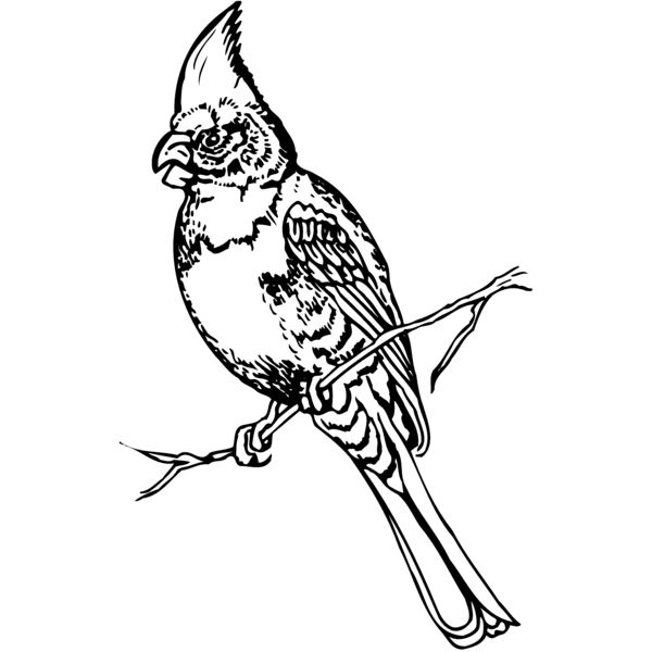 BIRD008 Vignette