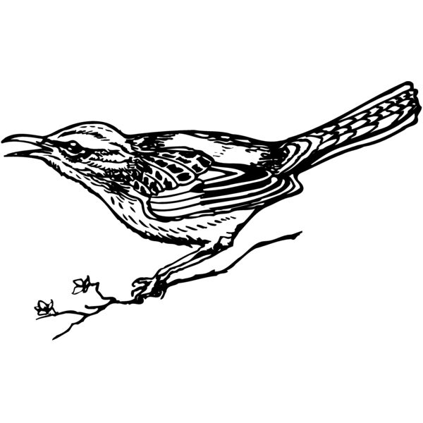 BIRD018 Vignette