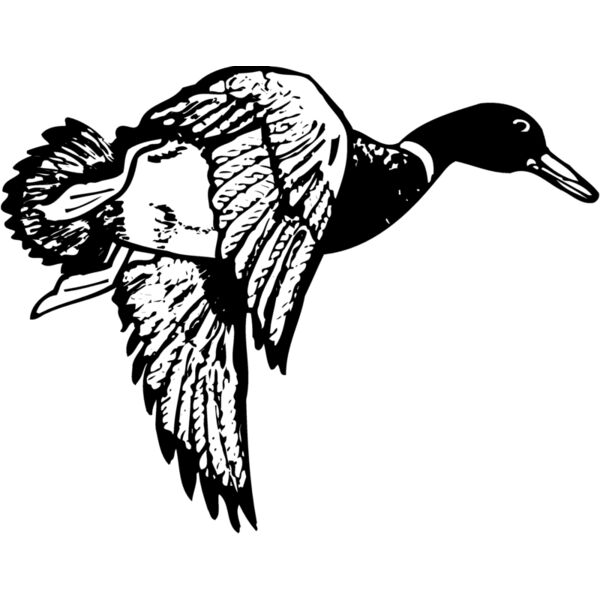 BIRD083 Vignette