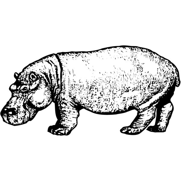 HIPPO002 Vignette