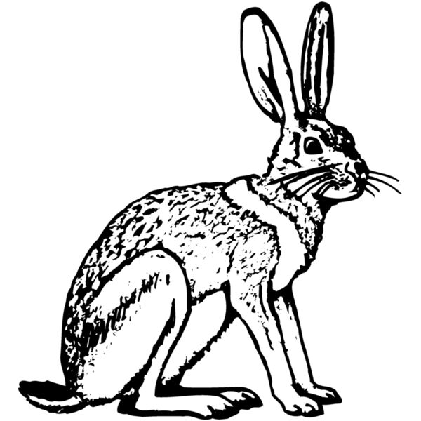 RABB005 Vignette