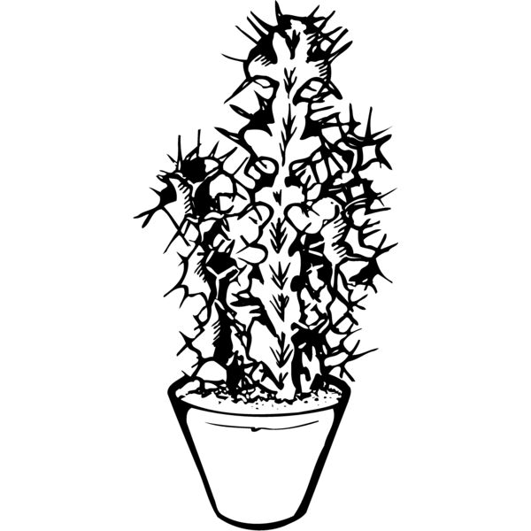 CACTUS04 Vignette