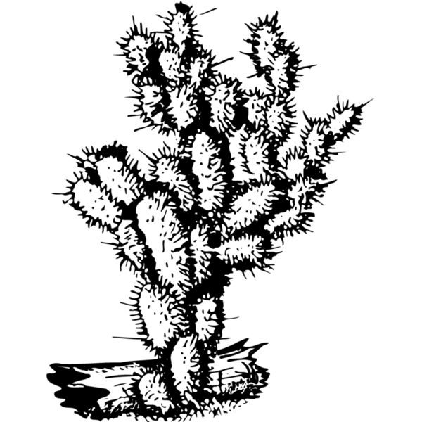 CACTUS09 Vignette