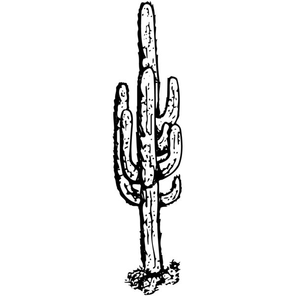CACTUS12 Vignette