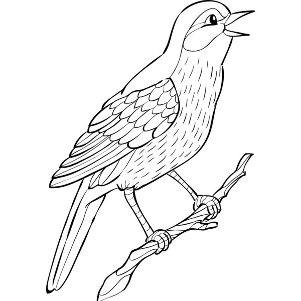 Nightingale   Clipart 2 Vignette