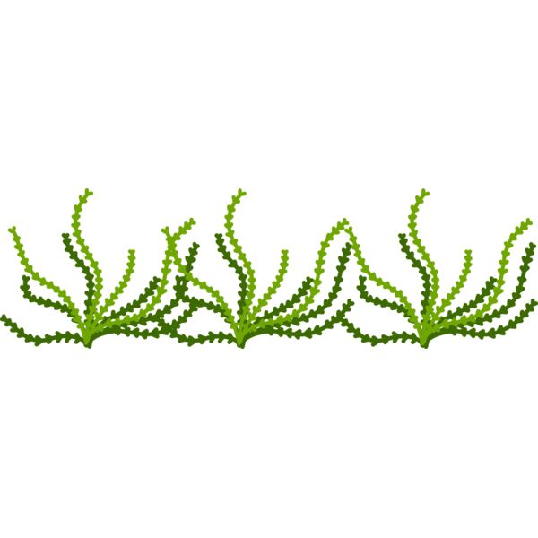 Sea Plant Vignette