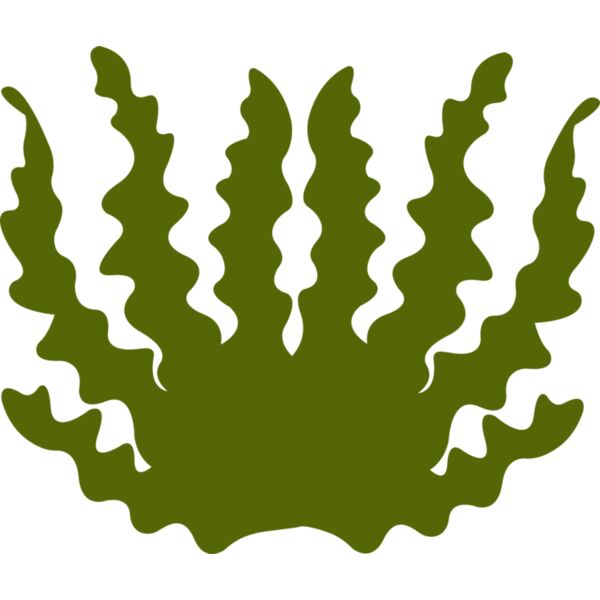 Sea Plant 2 Vignette