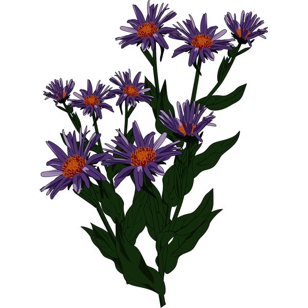 1392375506  2  Vignette