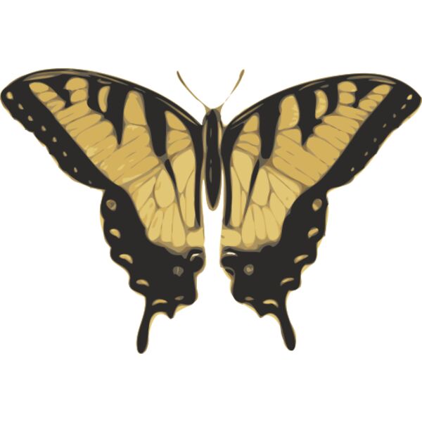 jbruce butterfly  papilio turnus  top view Vignette