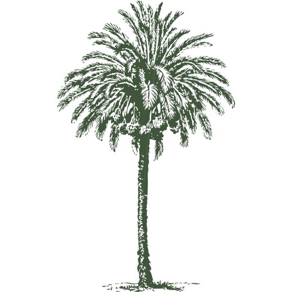 johnny automatic date palm Thumbnail