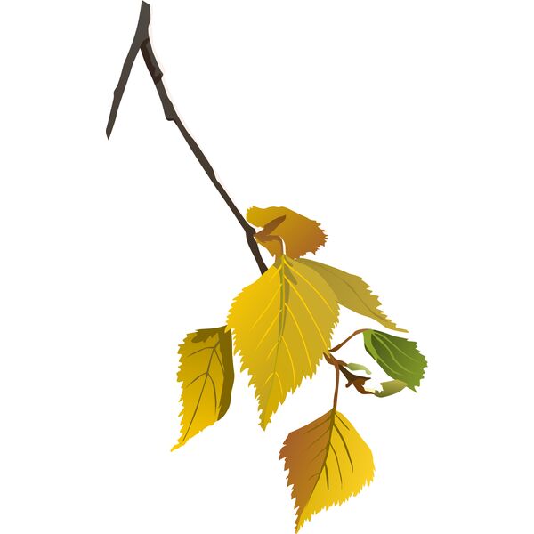 birch leaf autumn  2  Vignette